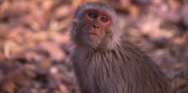 Rhesus Macaque Bandhavgarh India
